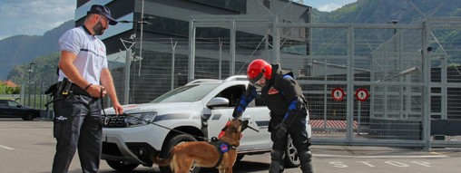 Chien attaque